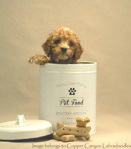 apricot tuxedo australian labradoodle puppy