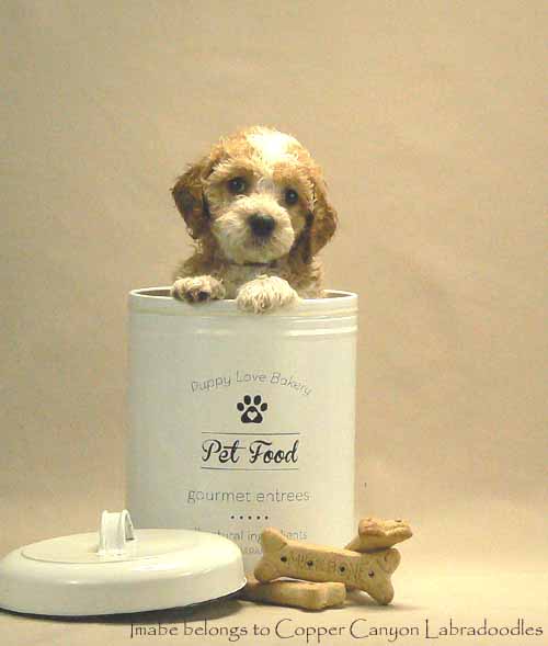apricot parti australian labradoodle puppy