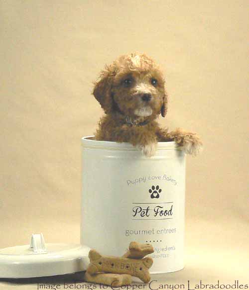 Copper Canyon Amber and Canadoodle Maise s Luv Ya Elijah Copper