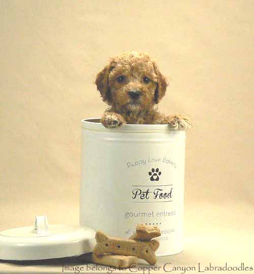 apricot australian labradoodle puppy