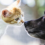 Dog and cat meeting for first time