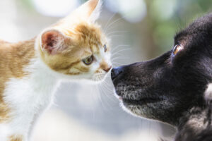 Dog and cat meeting for first time