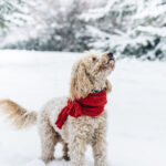 Dog in Snow