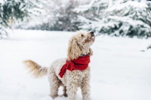 Dog in Snow