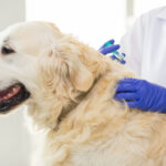 Titer Test for Dogs