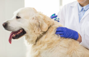 Titer Test for Dogs
