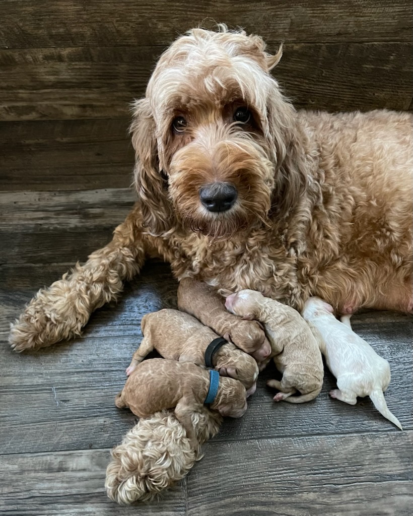 newborn Australian Labradoodle puppies with mom