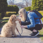 Labradoodle with female owner at park