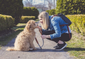 Labradoodle with female owner at park