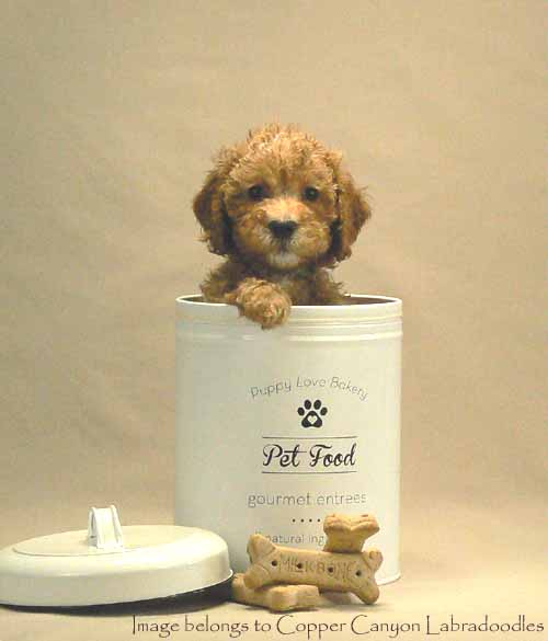 apricot australian labradoodle puppy