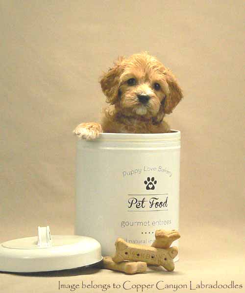 apricot australian labradoodle puppy