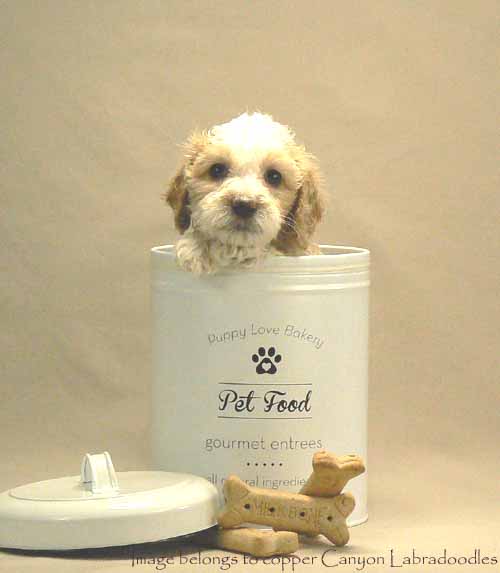gold parti australian labradoodle puppy