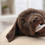 A puppy getting their teeth brushed to prevent dental issues