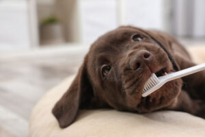 A puppy getting their teeth brushed to prevent dental issues