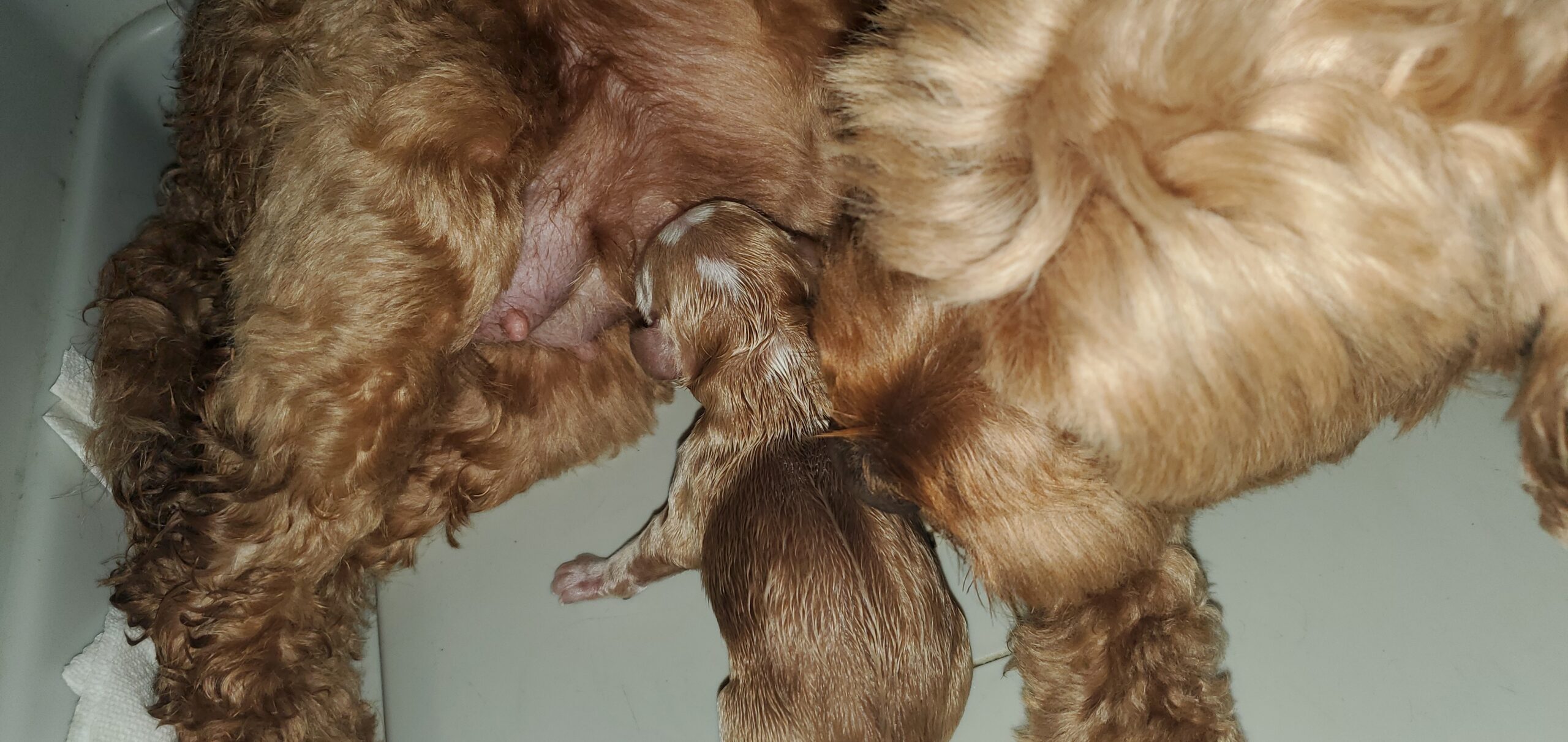 newborn australian labradoodle puppy
