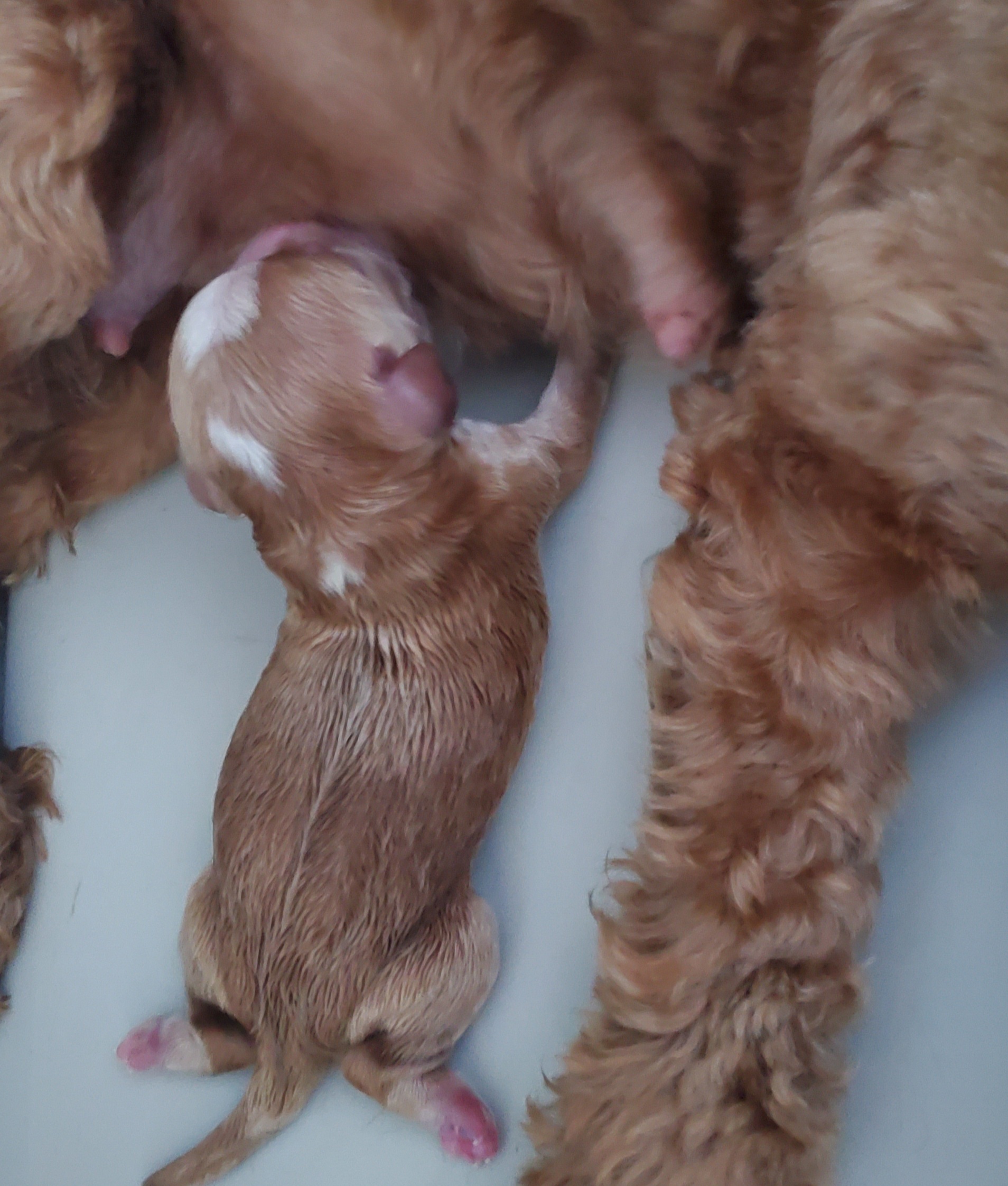 newborn australian labradoodle puppy