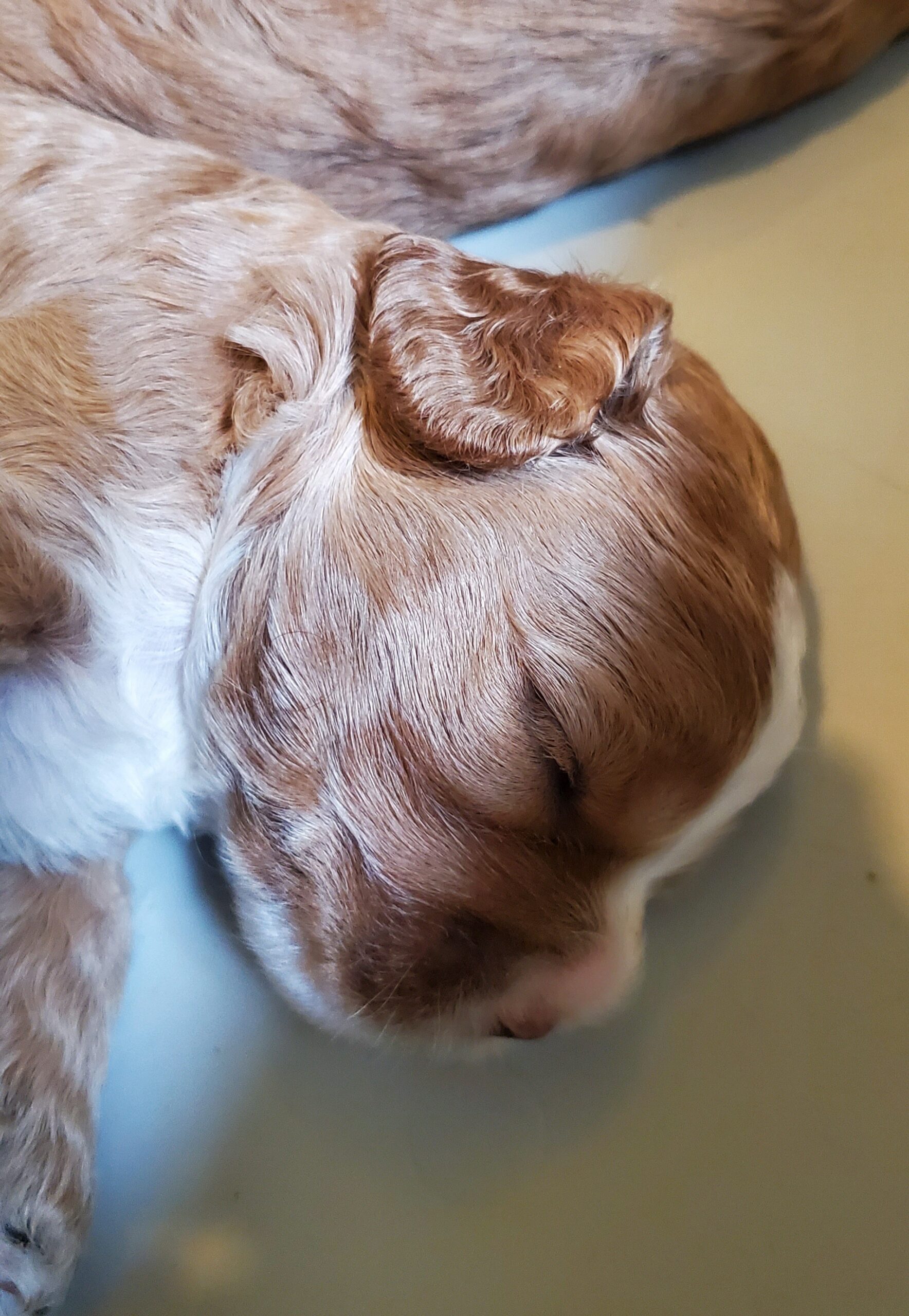 2 week old australian labradoodle puppy