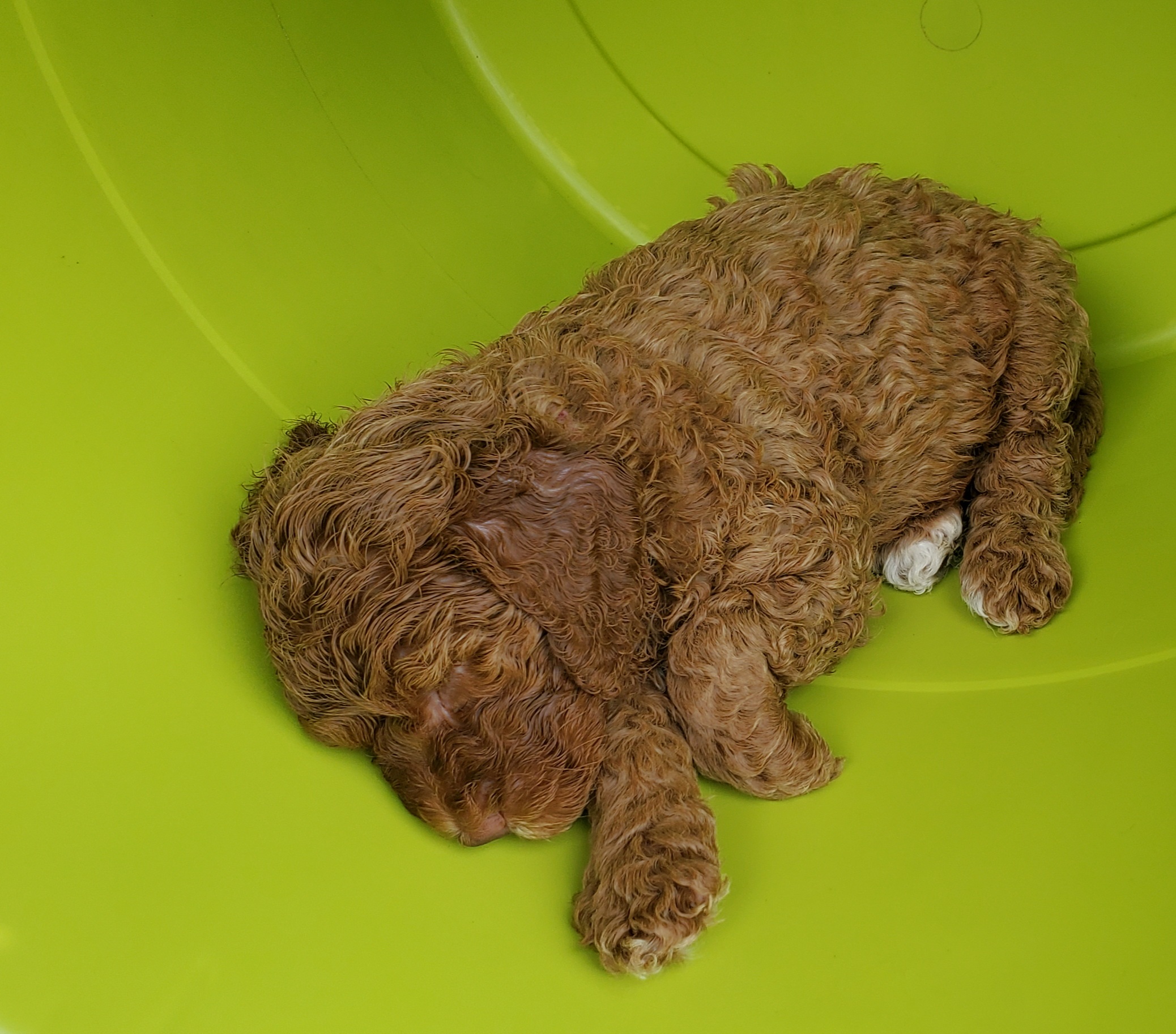 5 week old australian labradoodle puppy