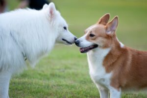 Two dogs having a one-on-one playdate for the first time after the Covid-19 pandemic.