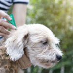 Flea and tick prevention for dogs