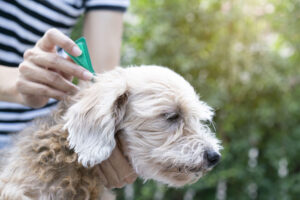 Flea and tick prevention for dogs