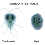 3D illustration of Giardia parasite