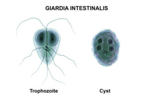 3D illustration of Giardia parasite