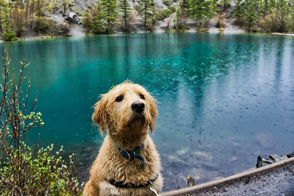 Labradoodle staying cool in the water during hot weather