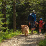 Father, son and their dog walking in a summer forest