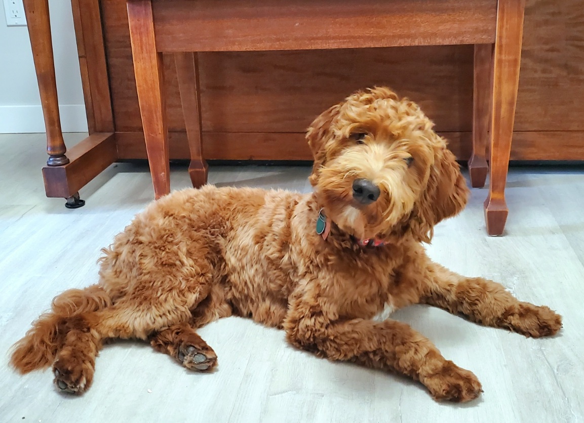 Miniature Australian Labradoodle Litters for Adoption BC | Copper Canyon Labradoodles